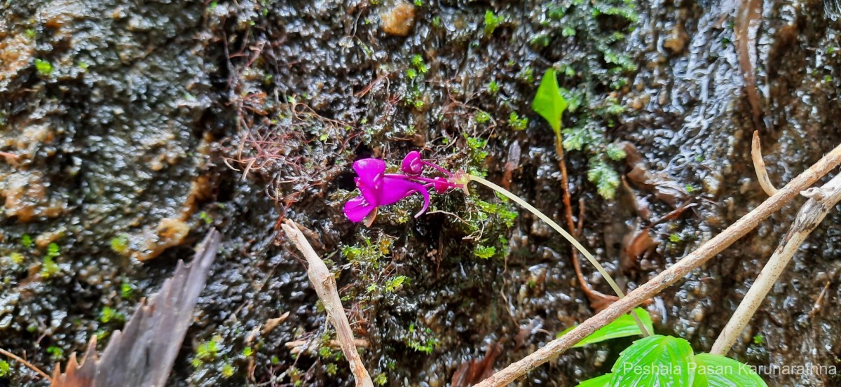 Impatiens janthina Thwaites